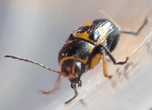 Réf. 256 970 : Cryptocephalus anticus